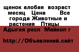 щенок алобая .возраст 1 месяц › Цена ­ 7 - Все города Животные и растения » Птицы   . Адыгея респ.,Майкоп г.